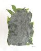 カレーリーフ( Daun Kari ) Curry Leaves 20g