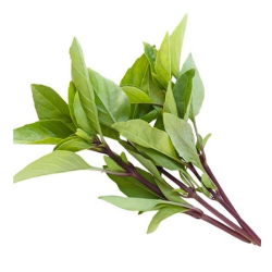 HÚNG QUẾ/タイバジル 30g