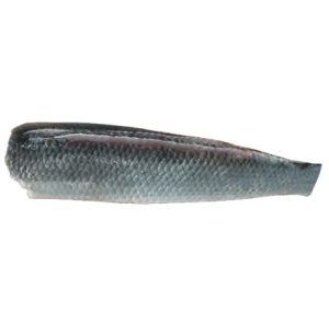 Ikan Gabus/ライギョ/ Ca Loc Nguyen Con