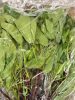 Myanmar Roselle Leave 250 g